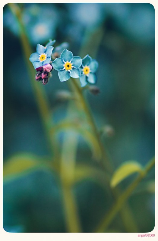 anjali.deviantart.com