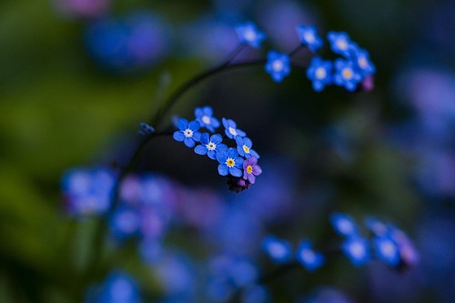 flickr.com