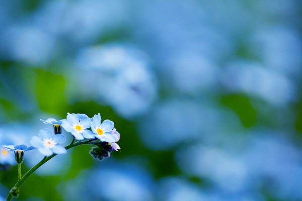 flickr.com