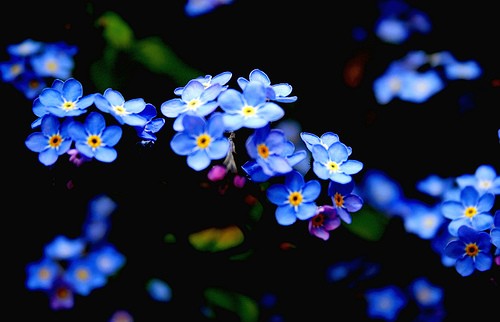 flickr.com